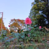 木々が色付き始め、バラも咲いている「相模原北公園」、お散歩に最高の公園です♪