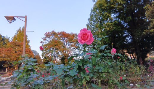 木々が色付き始め、バラも咲いている「相模原北公園」、お散歩に最高の公園です♪